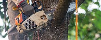 Best Hazardous Tree Removal  in Cordova, AK