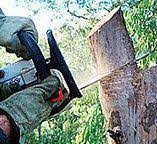  Cordova, AK Tree Services Pros