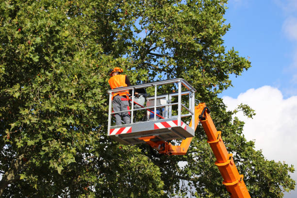 Reliable Cordova, AK Tree Services Solutions