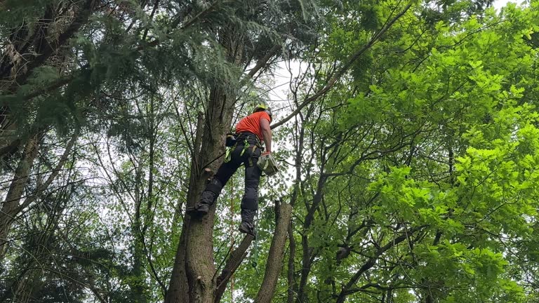 Best Tree Cabling and Bracing  in Cordova, AK