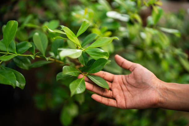 How Our Tree Care Process Works  in  Cordova, AK