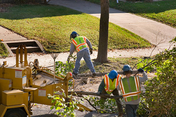 Best Storm Damage Tree Cleanup  in Cordova, AK