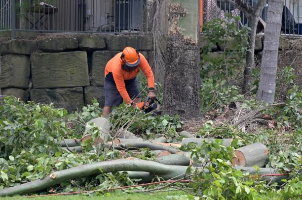 Best Tree Preservation Services  in Cordova, AK